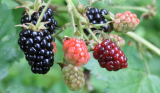 The Benefits of Blackberry Juice: Helps Support Oral Health