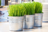 How to Grow Wheatgrass at Home and Juice this Superfood